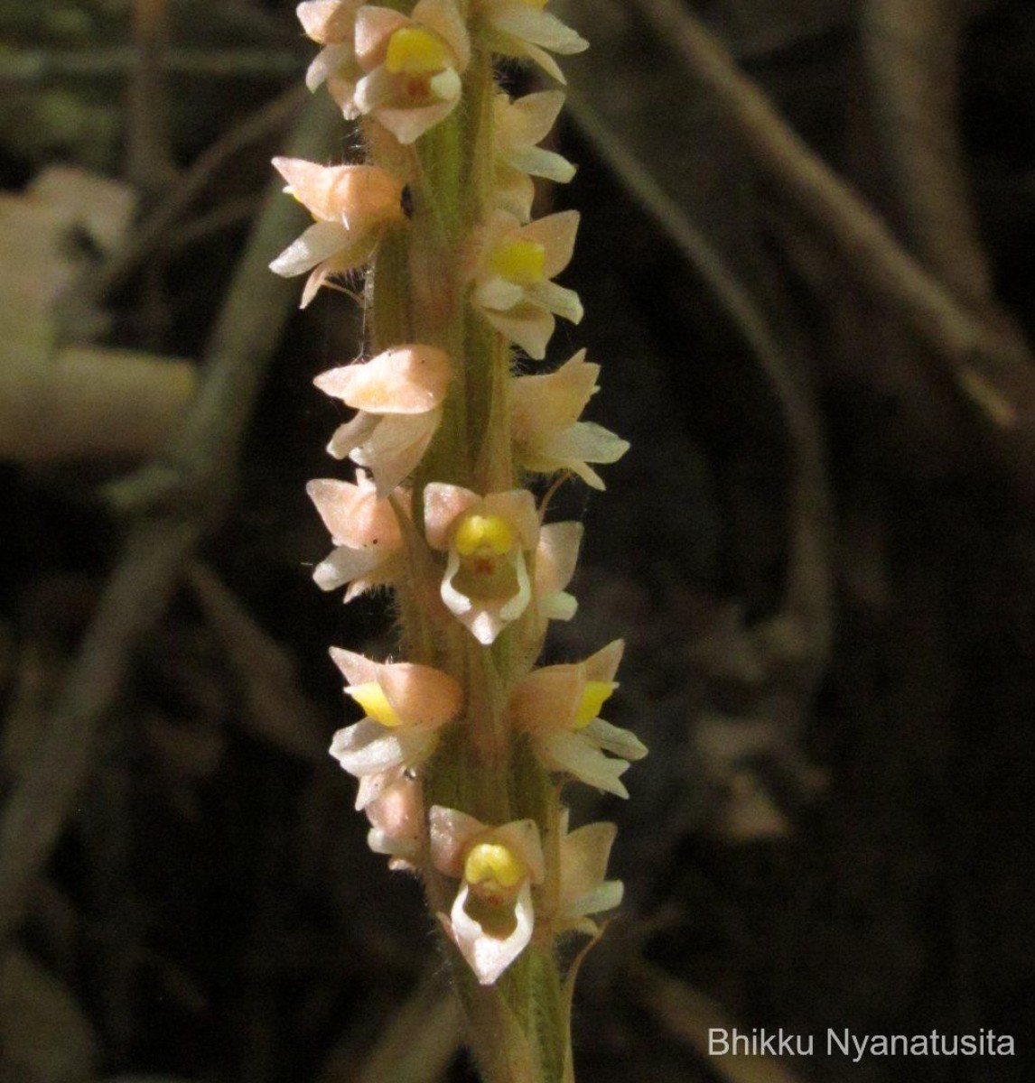 Hetaeria gardneri (Thwaites) Trimen
